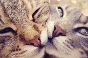 AYX GAMING-“意甲追赶赛火热展开，争夺欧战席位”，意甲比赛集锦