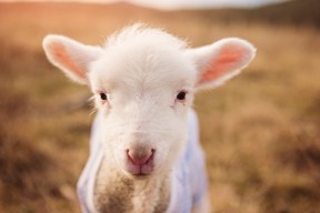 AYX官网-坎特正式加盟切尔西，球队中场实力再提升，坎特还在切尔西吗