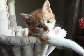 AYX GAME-全球车迷聚会盛典：现场气氛爆棚，车迷俱乐部是干嘛的